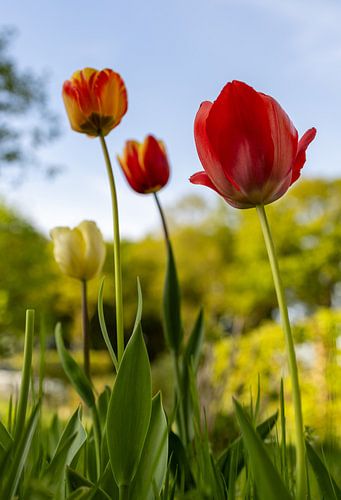 Tulpen in de tuin