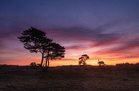 Sunrise Heidestein Driebergen Zeist by Peter Haastrecht, van thumbnail