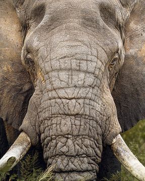 De olifant Titan van Steffon Reid