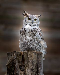 Great horned owl by Costas Ganasos