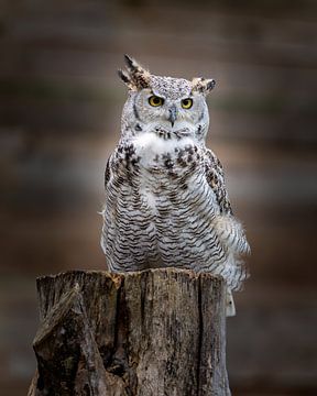 Great Horned owl van Costas Ganasos
