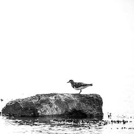 Bird on a rock by Harald Harms
