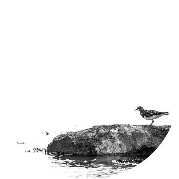 Bird on a rock van Harald Harms