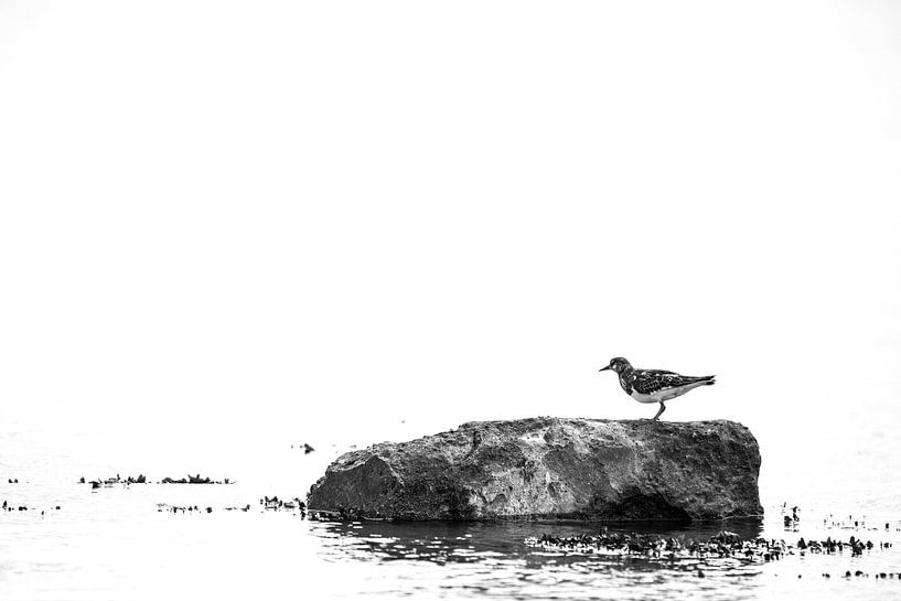 Bird on a rock van Harald Harms