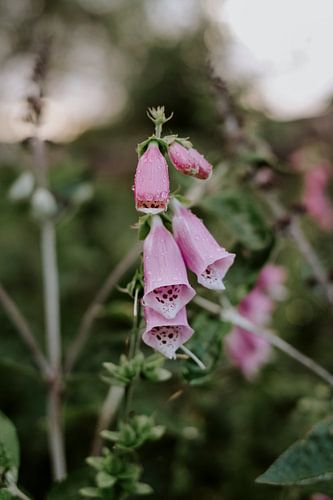 Paars Vingerhoedskruid, Zomer Bloemen Stilleven, Natuurfotografie