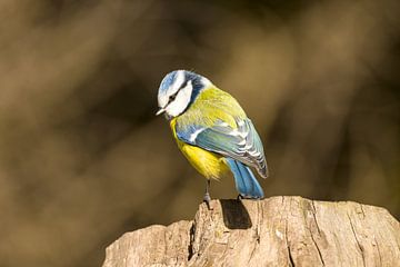 Blue tit full colour