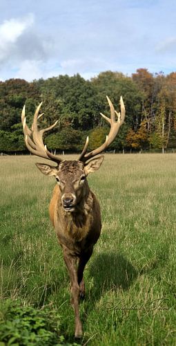 The king of the forest - Mighty red deer with antlers