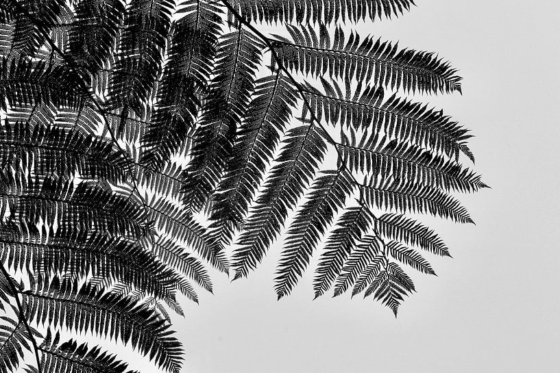 Jeu d'ombres des feuilles de fougères par Patrick Gamelkoorn