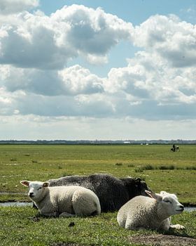 Dutch Polder landscape