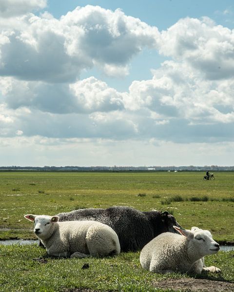 Hollands Polderlandschap van Annelies Martinot