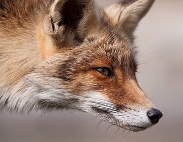 Renard sur Loek Lobel