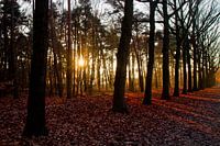 Zonsopkomst bos