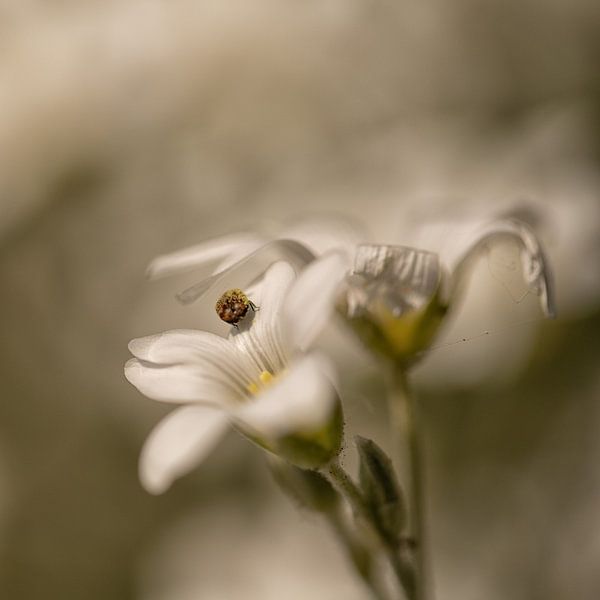 Blume von Ron Kleinjans