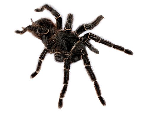 lasiodora parahybana