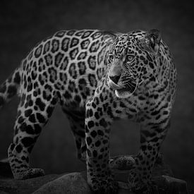 Hongerige jaguar in zwart wit van Barbara Kempeneers