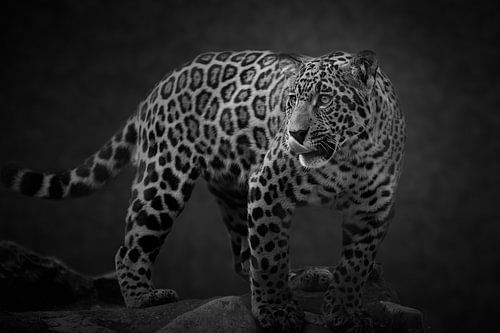 Hungriger Jaguar in Schwarz und Weiß