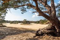 View of the Short Dunes by Rob IJsselstein thumbnail