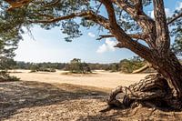 View of the Short Dunes