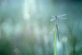 armor saving damsels by Gonnie van de Schans