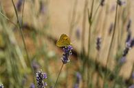 Butterfly on lavender bush by Christel Smits thumbnail