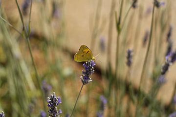 Butterfly on lavender bush by Christel Smits