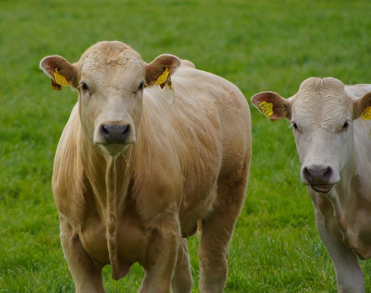 Blonde Kühe von Niek Traas