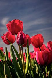 Tulpen van Connie de Graaf