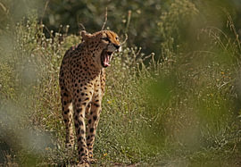 Cheetah von Frank Smedts