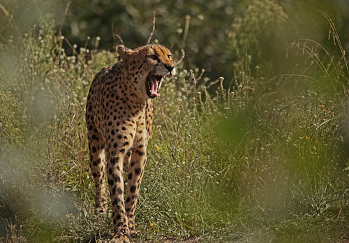 Cheetah
