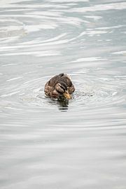 Canard : des cercles tranquilles à la surface de l'eau dans un décor naturel minimaliste