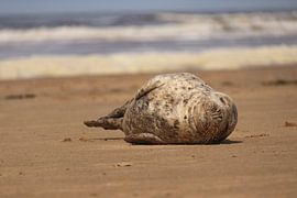 Schlafende Robbe am Strand von Bobsphotography