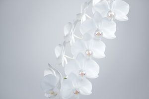 Orchids by Marieke Feenstra