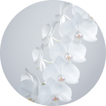 Orchideeën van Marieke Feenstra
