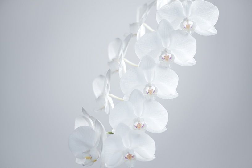 Orchideeën van Marieke Feenstra