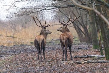 Red deer (Cervus Elaphus) by antonvanbeek.nl