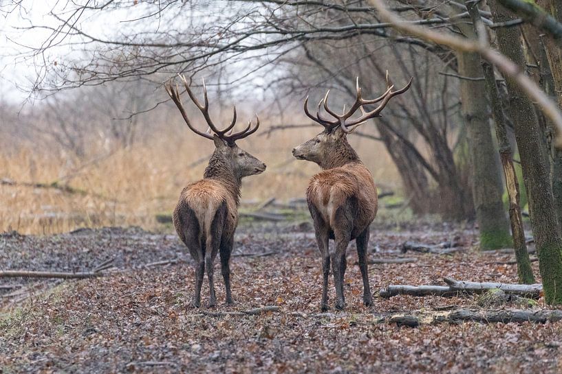 Red Deer (Cervus Elaphus) par antonvanbeek.nl