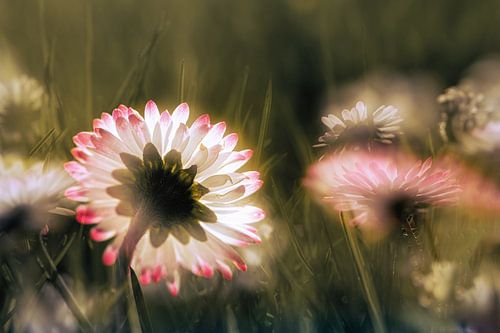 In het droomland van de madeliefjes