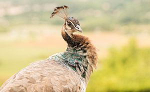 Weiblicher Pfau