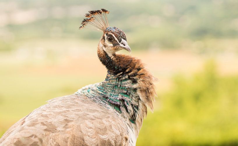 Portret of a female peacock by Birgitte Bergman