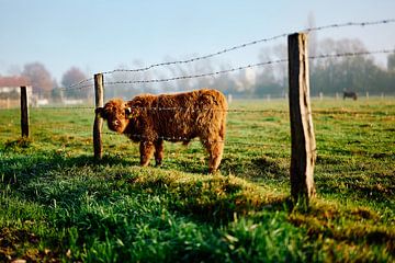 Een kleine hooglandkoe kijkt door het hek van Momentaufnahme | Marius Ahlers