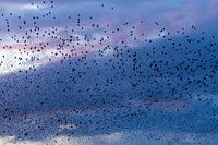 Spreeuwen in de wolken