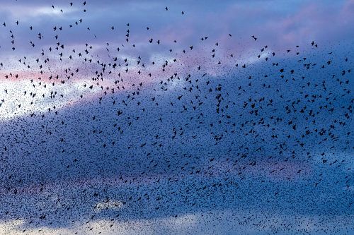 Spreeuwen in de wolken