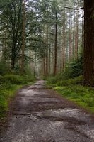 Waldweg