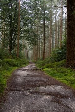 Forest path by Ilona Lagerweij