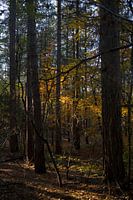 Herfstgoud