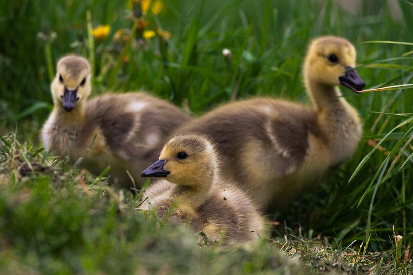 The three chicks by Nynke Altenburg