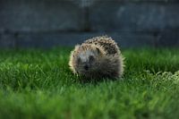 Regarder Hedgehog