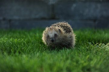 Watching hedgehog by Armin Wolf