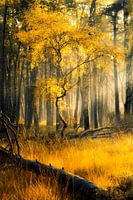 Golden Autumn