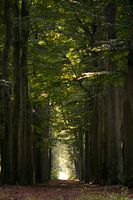 Large chemin forestier